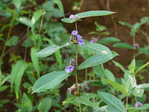 Neuracanthus sphaerostachyus fullplant6.jpg